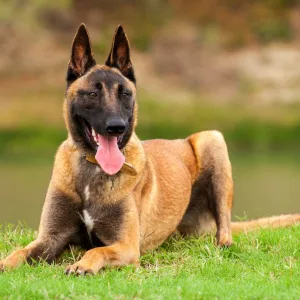 Belgian Malinois in Uganda