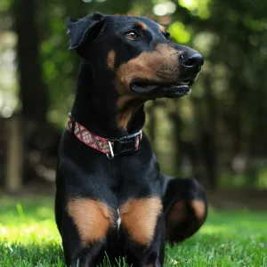 Dobermans for sale in Uganda