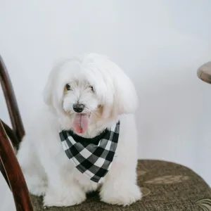 Maltese Dogs in Uganda