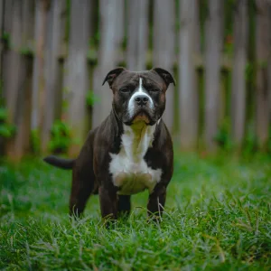 Pitbulls for sale in Uganda