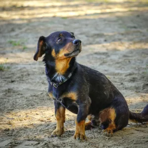Rottweilers for sale in Kampala