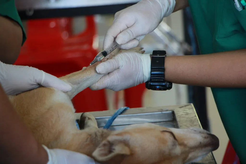 Veterinary Services for Dogs in Uganda