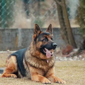 German Shepherds in Uganda